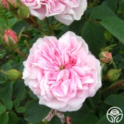 Queen Of Denmark -Precisiom Store queen of denmark 3 5