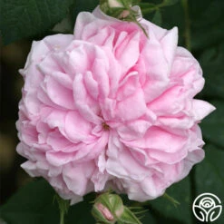 Queen Of Denmark -Precisiom Store queen of denmark 5