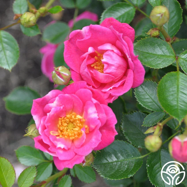 Raspberry Ruffles™ 2 Raspberry Ruffles™ - Image 2