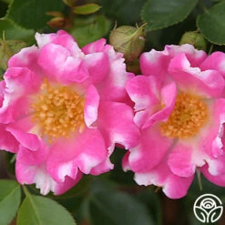 Raspberry Ruffles™ 5 Raspberry Ruffles™ -Precisiom Store raspberry ruffles logo 03