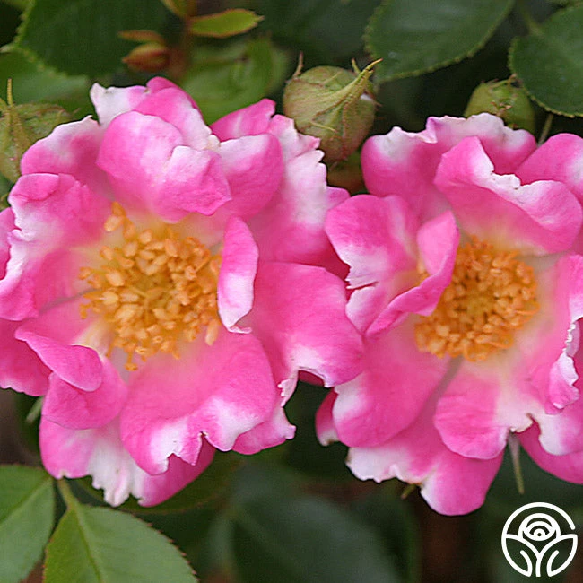 Raspberry Ruffles™ 3 Raspberry Ruffles™ - Image 3