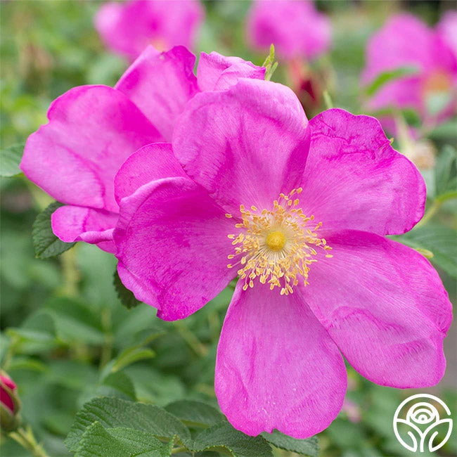 Raspberry Rugostar® 3 Raspberry Rugostar® - Image 3