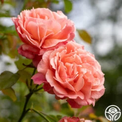 Reach For The Skies -Precisiom Store reach for the skies 10