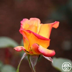 Red Gold -Precisiom Store red gold 21