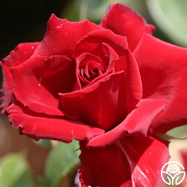 Red Prince® 1 Red Prince®