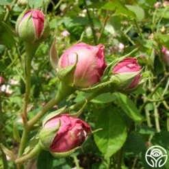 Reine Victoria -Precisiom Store reine victoria 11