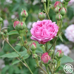 Reine Victoria -Precisiom Store reine victoria 1 5