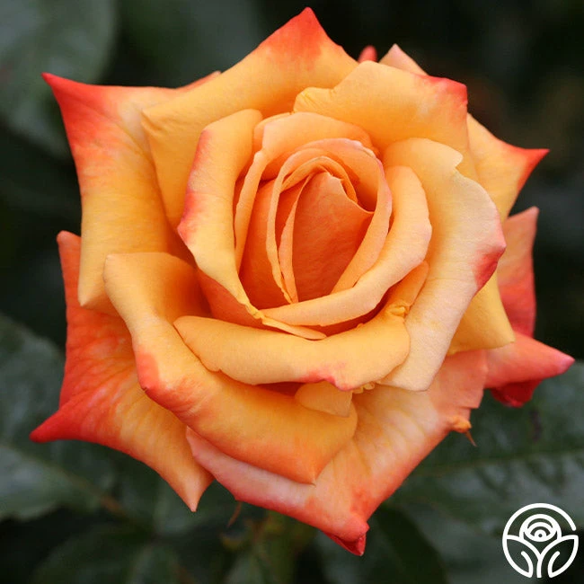 Remember Me® 2 Remember Me® - Image 2