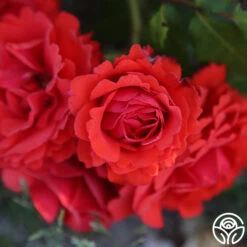 Remembrance™ -Precisiom Store remembrance 14