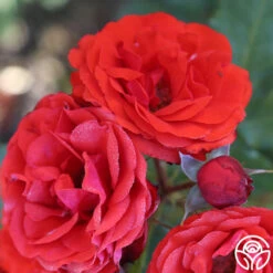 Remembrance™ -Precisiom Store remembrance 16