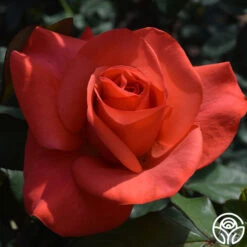 Ring Of Fire™ -Precisiom Store ring of fire 1 5