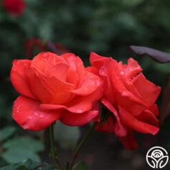 Ring Of Fire™ -Precisiom Store ring of fire 8