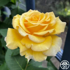 Robert Bruce 20 Robert Bruce -Precisiom Store robert bruce 1