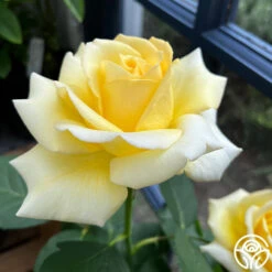 Robert Bruce 19 Robert Bruce -Precisiom Store robert bruce 2