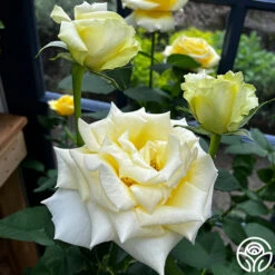 Robert Bruce 17 Robert Bruce -Precisiom Store robert bruce 4