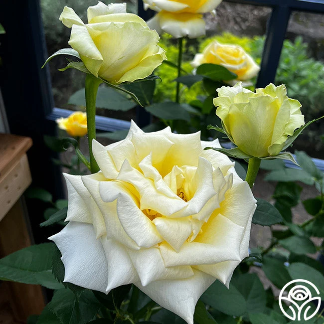 Robert Bruce 7 Robert Bruce - Image 7