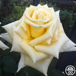 Robert Bruce 15 Robert Bruce -Precisiom Store robert bruce 5