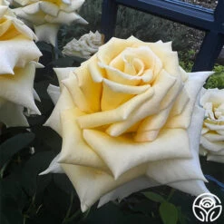 Robert Bruce 18 Robert Bruce -Precisiom Store robert bruce 6