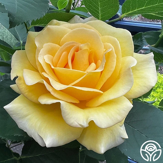 Robert Bruce 1 Robert Bruce