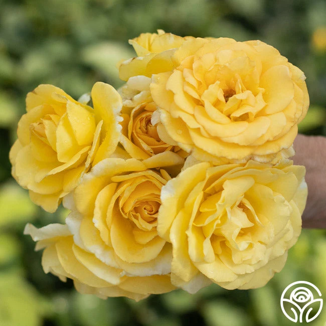 Robert Bruce 4 Robert Bruce - Image 4