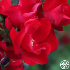 Robusta -Precisiom Store robusta 13