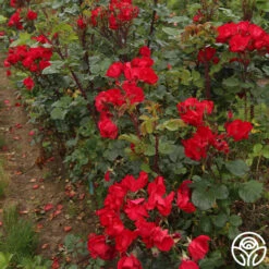 Robusta -Precisiom Store robusta 14