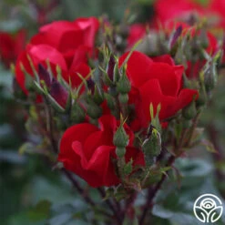 Robusta -Precisiom Store robusta 15