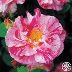 Rosa Mundi -Precisiom Store rosa mundi 1 5