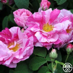 Rosa Mundi -Precisiom Store rosa mundi 2 1 1