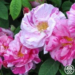 Rosa Mundi -Precisiom Store rosa mundi 4 5