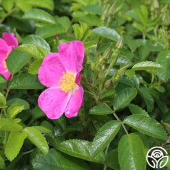 Rosalina 5 Rosalina -Precisiom Store rosalina 2 4