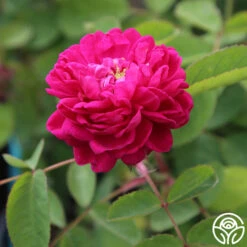 Rose De Rescht 14 Rose De Rescht -Precisiom Store rose de rescht 1 5