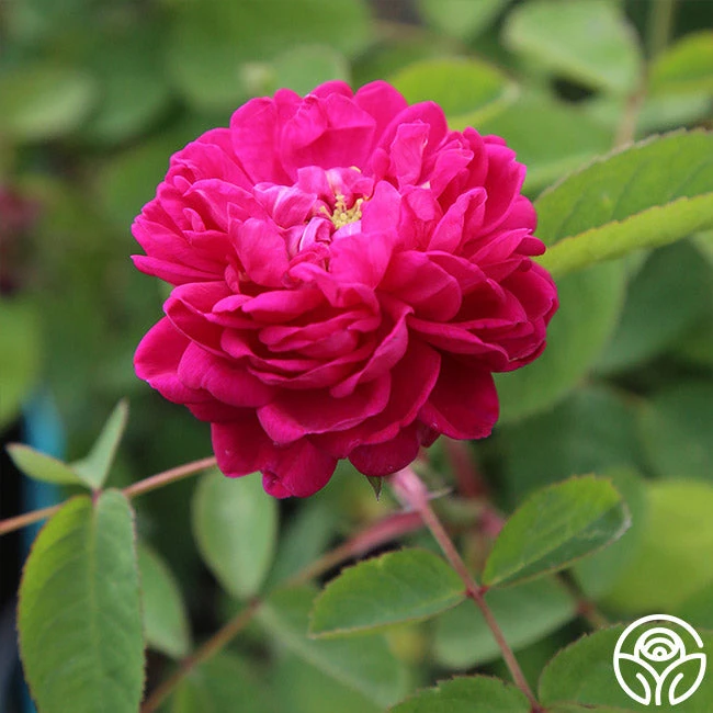 Rose De Rescht 6 Rose De Rescht - Image 6