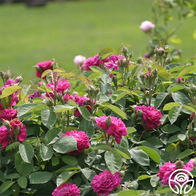 Rose De Rescht 2 Rose De Rescht - Image 2