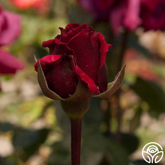 Rose Rhapsody™ 4 Rose Rhapsody™ - Image 4