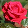 Rose Rhapsody™