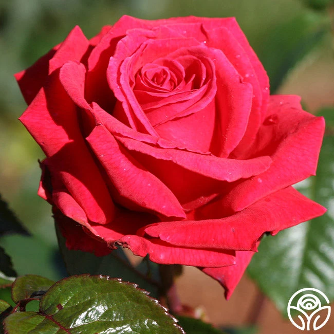 Rose Rhapsody™ 1 Rose Rhapsody™