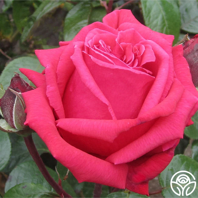 Rose Rhapsody™ 2 Rose Rhapsody™ - Image 2