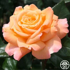 Rosemary Harknessā¢