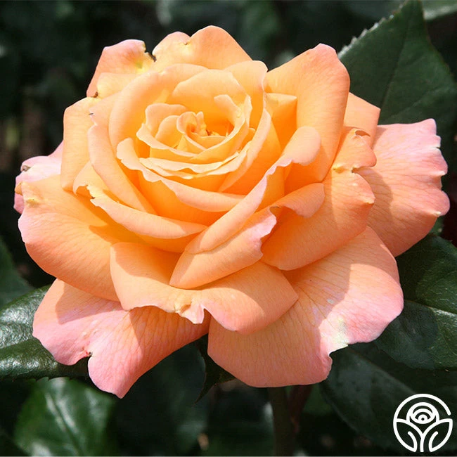 Rosemary Harkness™ 1 Rosemary Harkness™