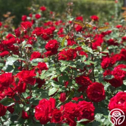 Rouge Rhapsody -Precisiom Store rouge rhapsody 3 2