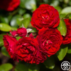 Veranda® Roxanne -Precisiom Store roxanne veranda 2