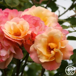 Royal Pageant™ -Precisiom Store royal pageant 5 2