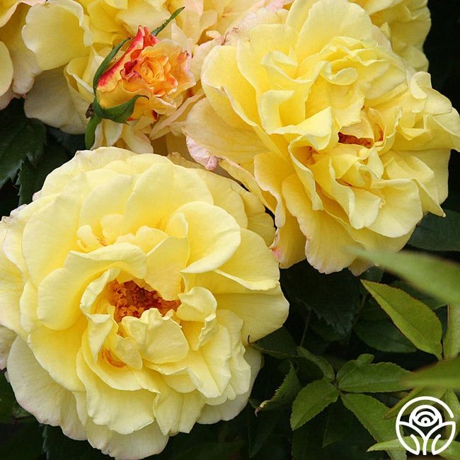 Rugelda 2 Rugelda - Image 2