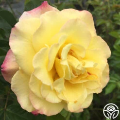 Rugelda 7 Rugelda -Precisiom Store rugelda logo 02