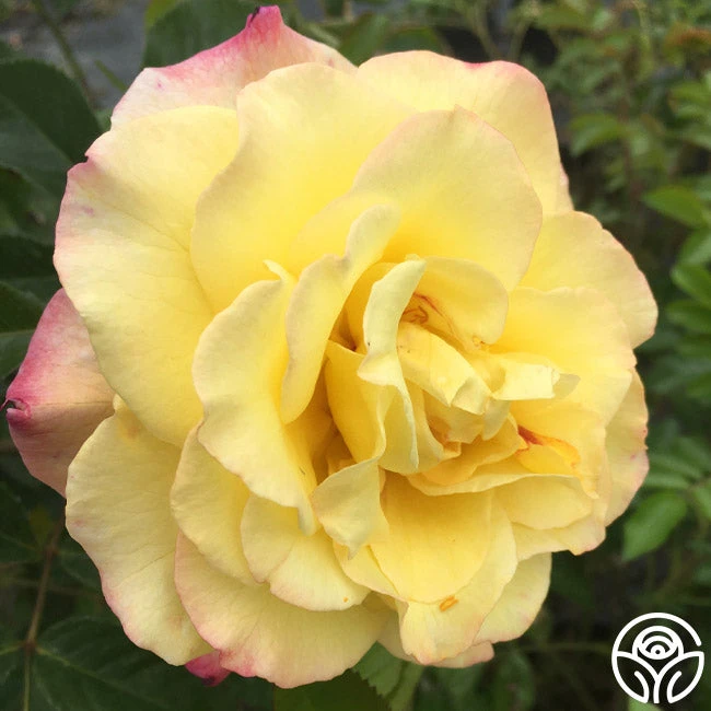 Rugelda 3 Rugelda - Image 3