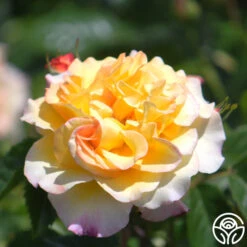 Rugelda 8 Rugelda -Precisiom Store rugelda logo 05