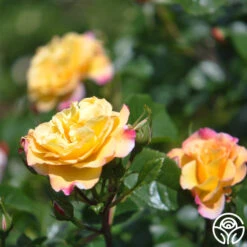 Rugelda 9 Rugelda -Precisiom Store rugelda logo 06