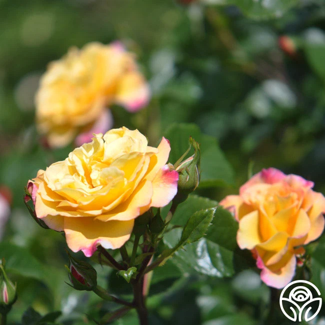 Rugelda 5 Rugelda - Image 5