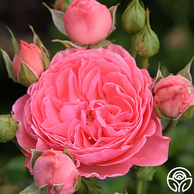 Salmon Abundance™ 2 Salmon Abundance™ - Image 2